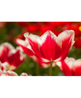 Bulb lalea, Tulipa Leen Van Der Mark 12/+