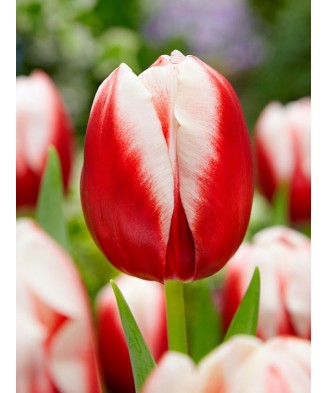 Bulb lalea, Tulipa Leen Van...
