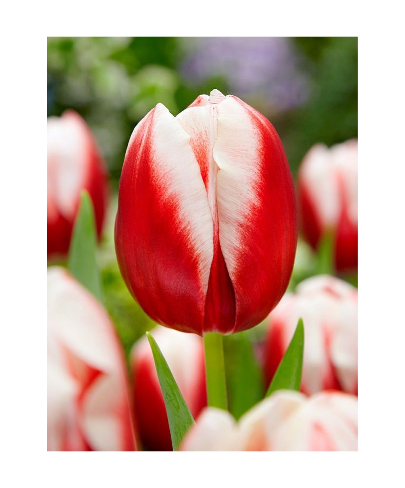 Bulb lalea, Tulipa Leen Van Der Mark 12/+