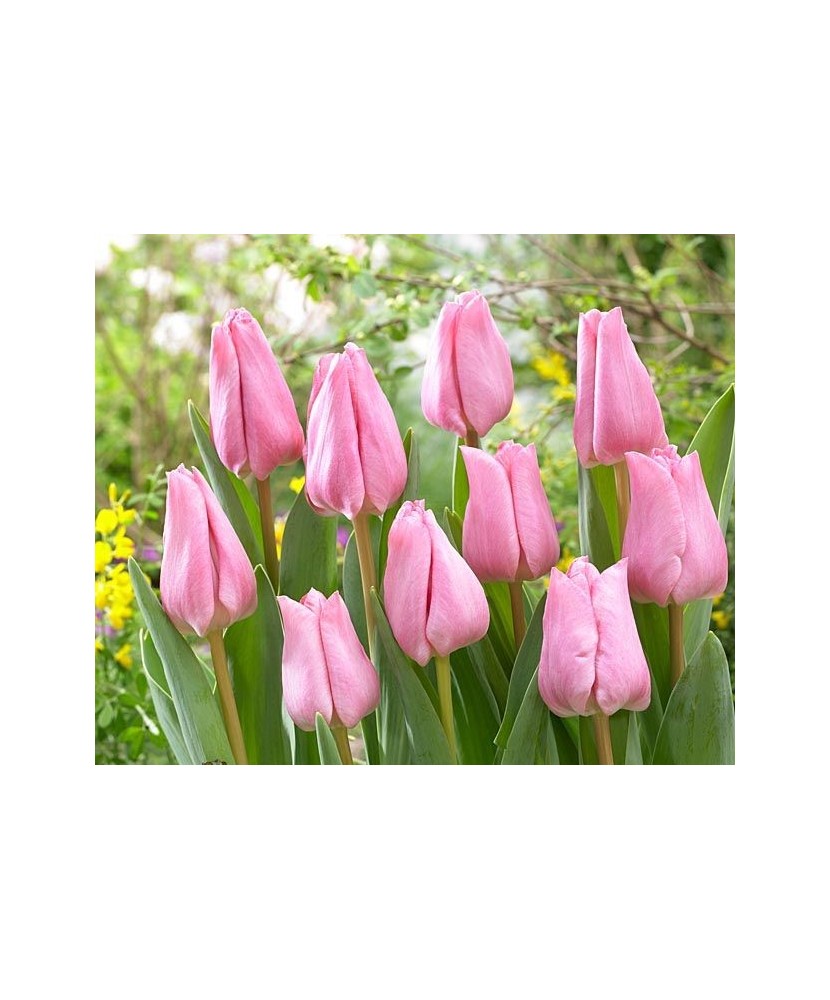 Bulb lalea, Tulipa Lasergame 11/12