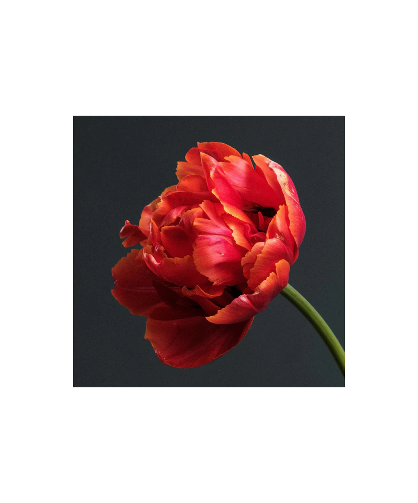 Bulb lalea, Tulipa Icoon 12/+