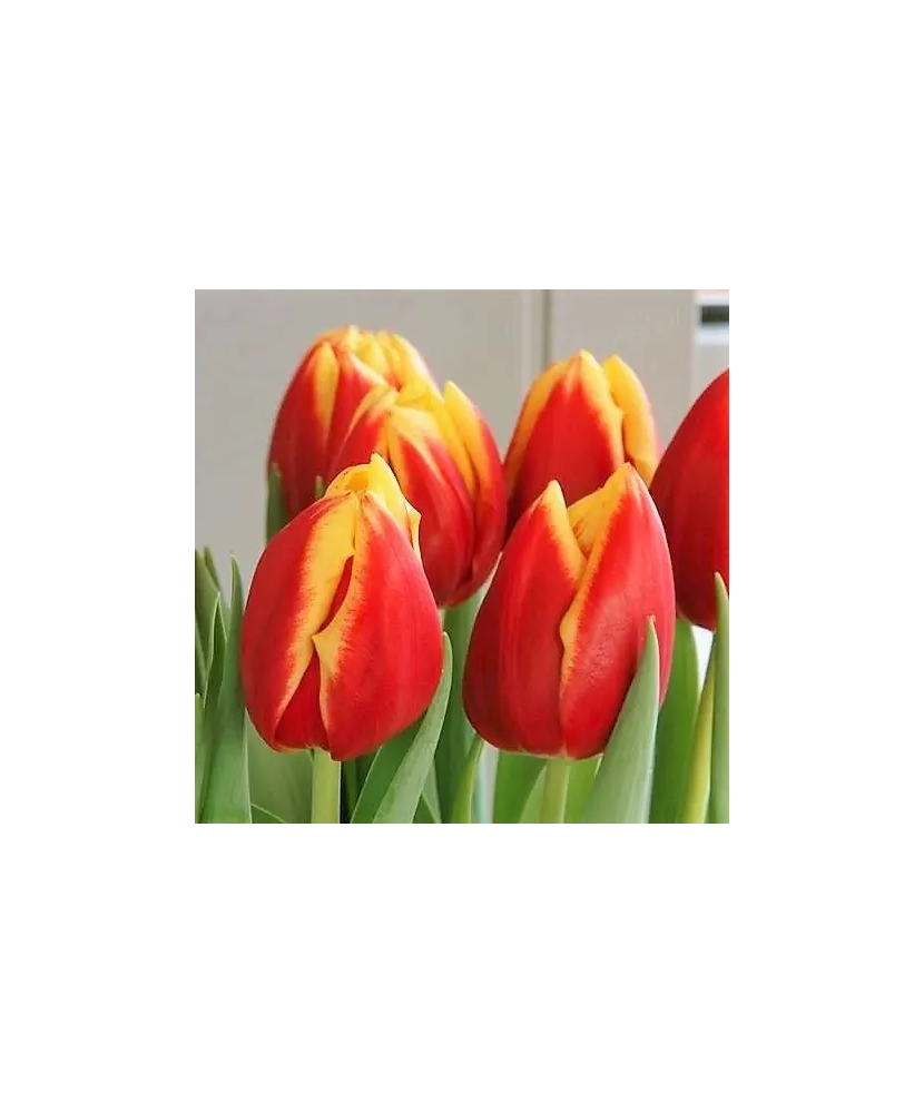 Bulb lalea, Tulipa Dow Jones 11/12