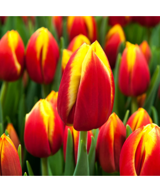 Bulb lalea, Tulipa Dow Jones 11/12
