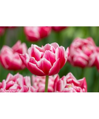 Bulb lalea, Tulipa Columbus...