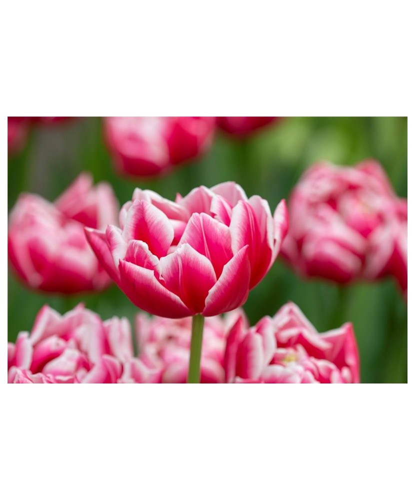 Bulb lalea, Tulipa Columbus 12/+