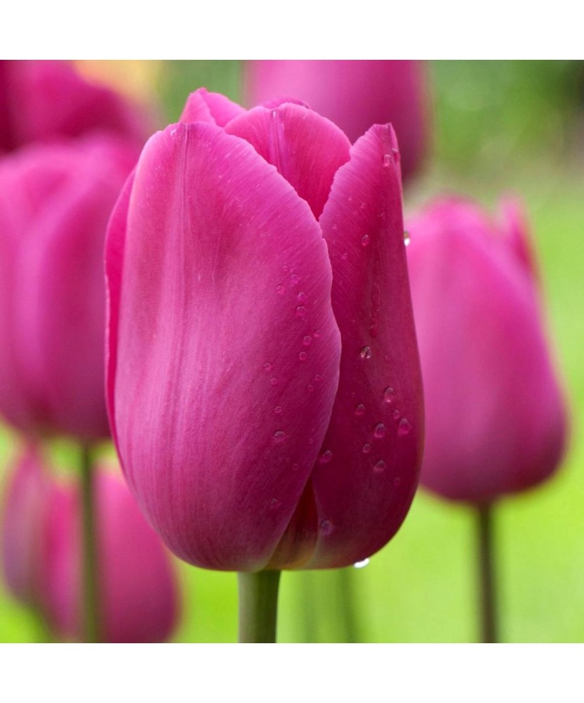 Bulb lalea, Tulipa Barcelona 11/12