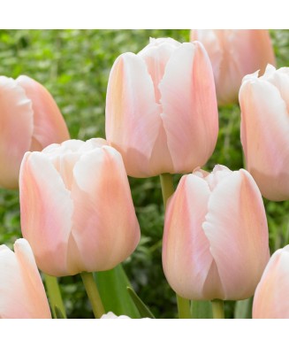 Bulb lalea, Tulipa Apricot...