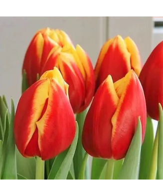 Bulb lalea, Tulipa Dow Jones 11/12