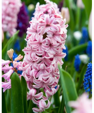 Lada Bulbi zambila,Hyacinthus Fondant 18/19, 200 bulbi