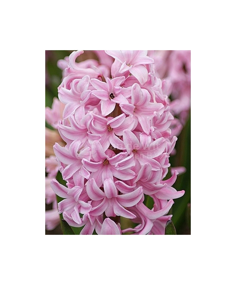 Lada Bulbi zambila,Hyacinthus Fondant 18/19, 200 bulbi