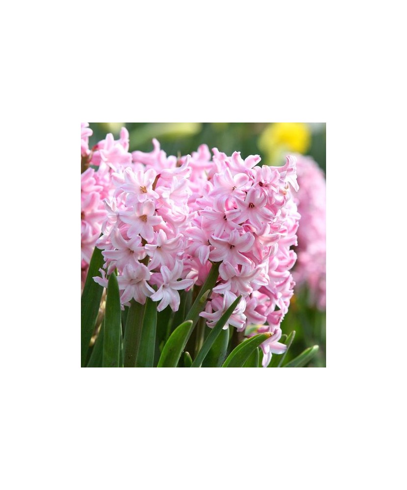 Lada Bulbi zambila,Hyacinthus Fondant19/+, 175 bulbi