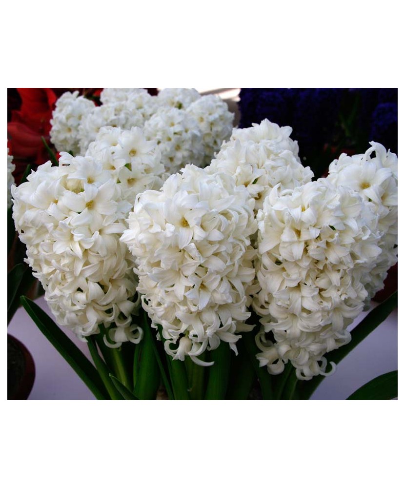 Lada Bulb zambila,Hyacinthus Top White ®18/19, 200 bulbi