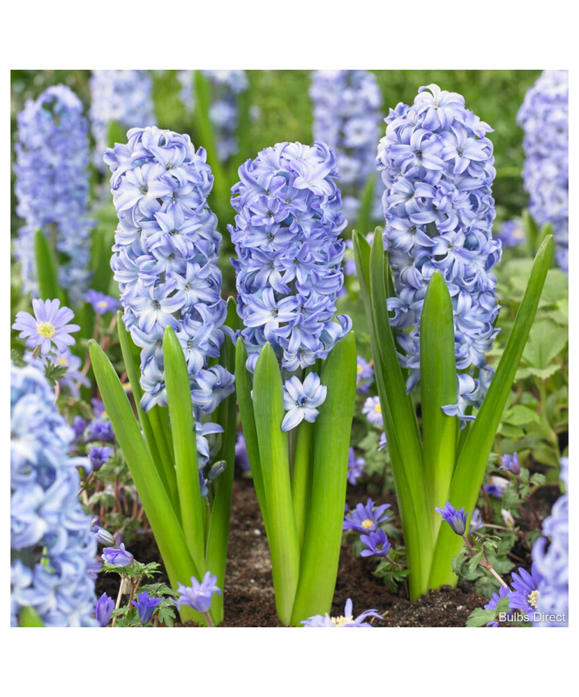 Lada Bulb zambila,Hyacinthus Aqua®19/+, 175 bulbi