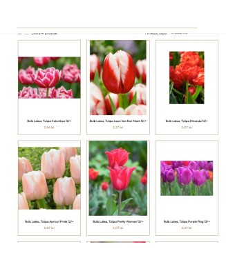 Pachet mix lalele, 100 bulbi