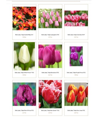 Pachet mix lalele, 100 bulbi