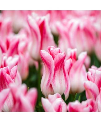 Pachet mix lalele, 100 bulbi