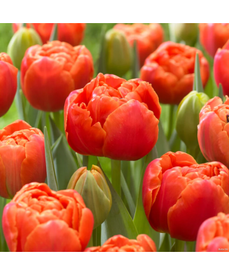 Pachet mix lalele, 100 bulbi