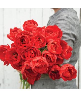 Pachet mix lalele, 100 bulbi