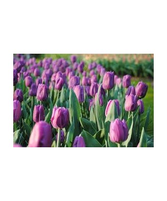 Pachet mix lalele, 100 bulbi