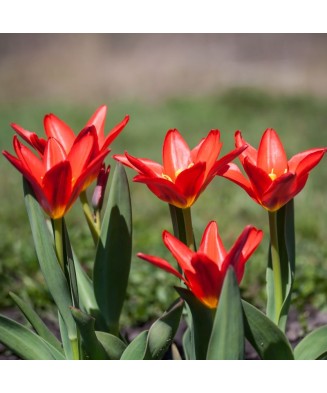 Pachet mix lalele, 100 bulbi