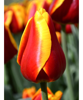 Pachet mix lalele, 100 bulbi