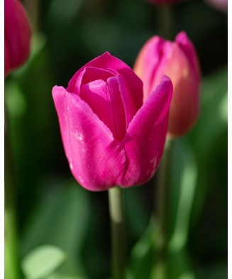 Pachet mix lalele, 100 bulbi