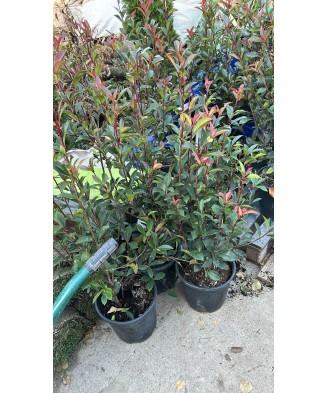 Photinia x fraseri ‘Robusta Compacta’ – tufă decorativă perenă, la ghiveci, 100 cm