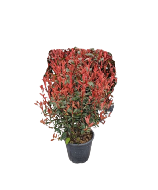 Photinia x fraseri ‘Robusta Compacta’ – tufă decorativă perenă, la ghiveci, 100 cm