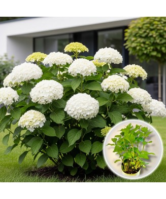 Planta la ghiveci, Hortensie, Hortensia NHS White Crisp, Ghiveci 13 cm