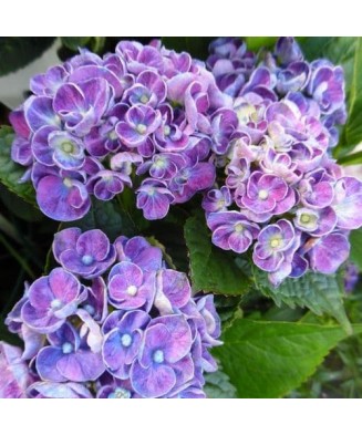 Planta la ghiveci, Hortensie, Hortensia NHS Candy Blue, Ghiveci 13 cm