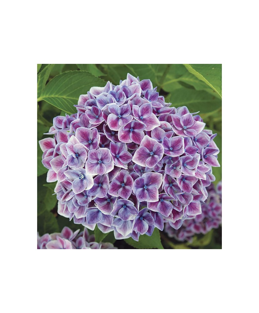 Planta la ghiveci, Hortensie, Hortensia NHS Candy Blue, Ghiveci 13 cm