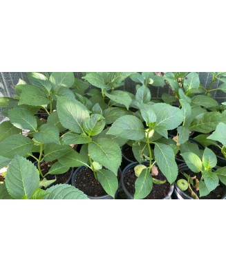 Planta la ghiveci, Hortensie, Hortensia NHS Silky Pink Blue, Ghiveci 13 cm