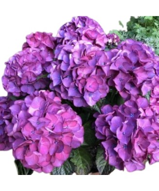 Planta la ghiveci, Hortensie, Hortensia NHS Silky Pink Blue, Ghiveci 13 cm