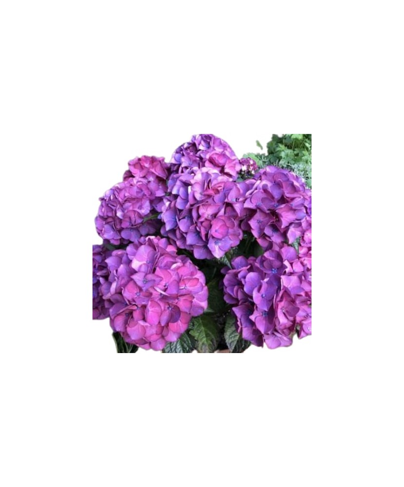 Planta la ghiveci, Hortensie, Hortensia NHS Silky Pink Blue, Ghiveci 13 cm