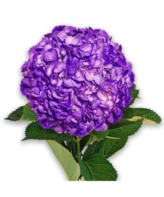 Planta la ghiveci, Hortensie, Hortensia NHS Silky Pink Blue, Ghiveci 13 cm