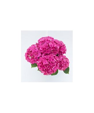 Planta la ghiveci, Hortensie, Hortensia NHS Blue Power Pink, Ghiveci 13 cm