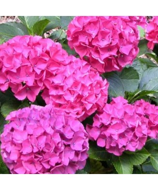 Planta la ghiveci,...