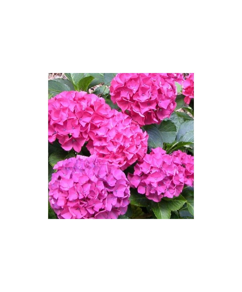 Planta la ghiveci, Hortensie, Hortensia NHS Blue Power Pink, Ghiveci 13 cm