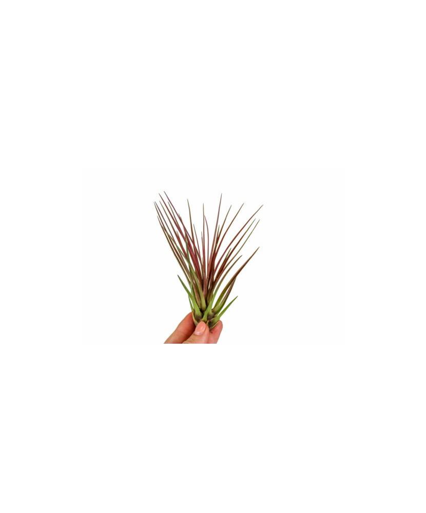 Planta aeriană Tillandsia Melanocrater Red - Medie