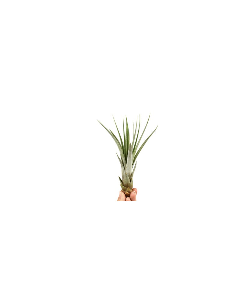Planta aeriană Tillandsia Fasciculata - Mica