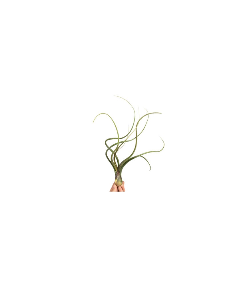 Planta aeriană Tillandsia Baileyi - Medie