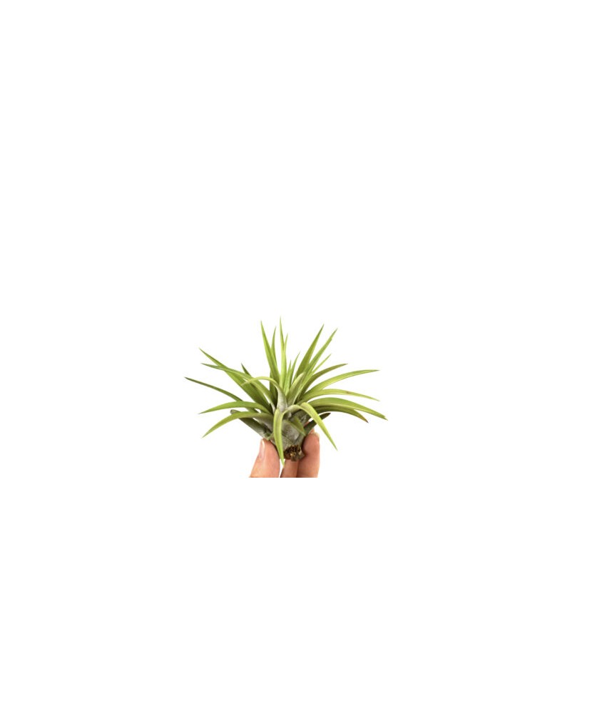 Planta aeriană Tillandsia Abdita - Medie