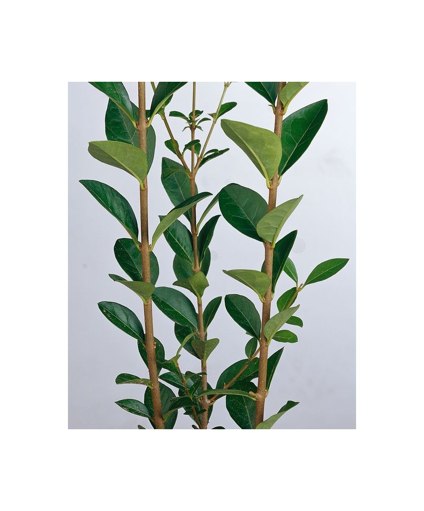 Gard Viu Lemn Câinesc 60 - 80 cm (anul 2)