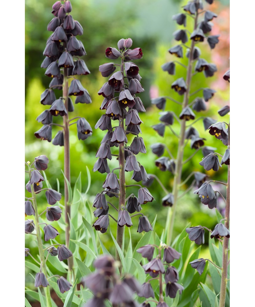 Bulbi Fritillaria Persica ADIYAMAN, marimea 18/20, 1 buc