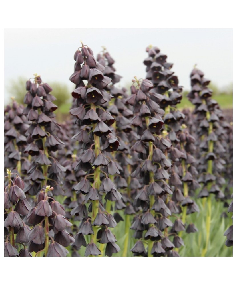 Bulbi Fritillaria Persica TWIN TOWER TRIBUITE, 1 buc, marime 20/22