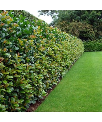 Laur Englezesc Novita...