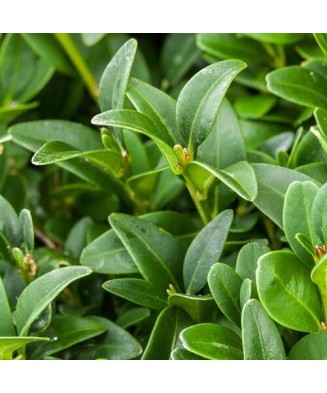 Laur Englezesc Novita 80-100cm, radacina nuda