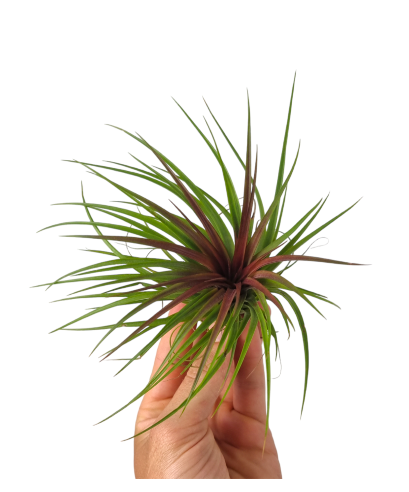 Plantă aeriana, Tillandsia Rainforest Red, MARE