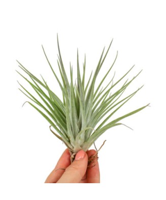 Plantă aeriana, Tillandsia KAMMII