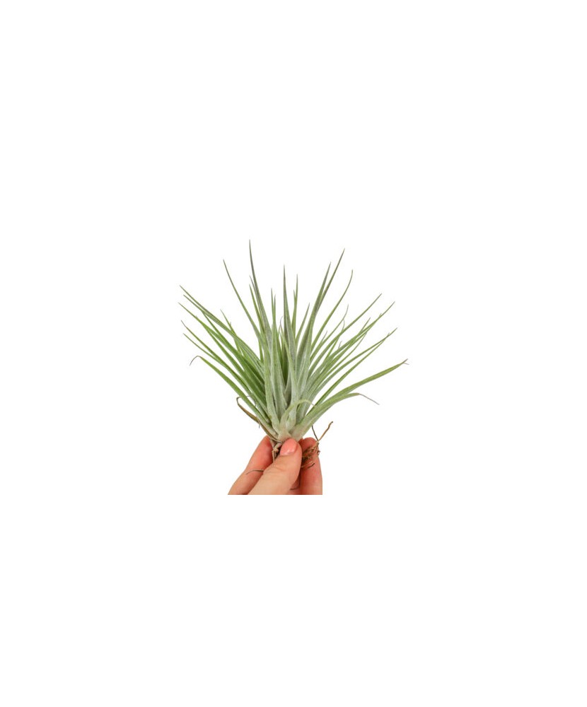 Plantă aeriana, Tillandsia KAMMII